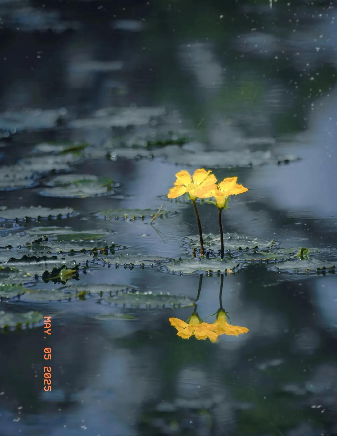 花开