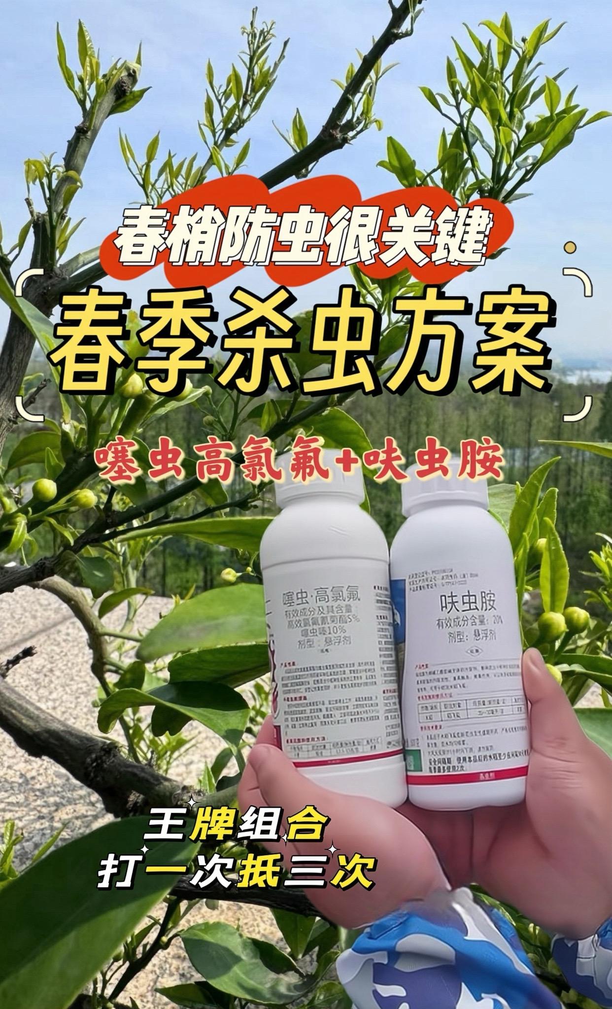 春季保护春梢很重要,选用噻虫高氯氟+呋虫胺,虫卵双杀! 广谱性强,持效久,抗性小