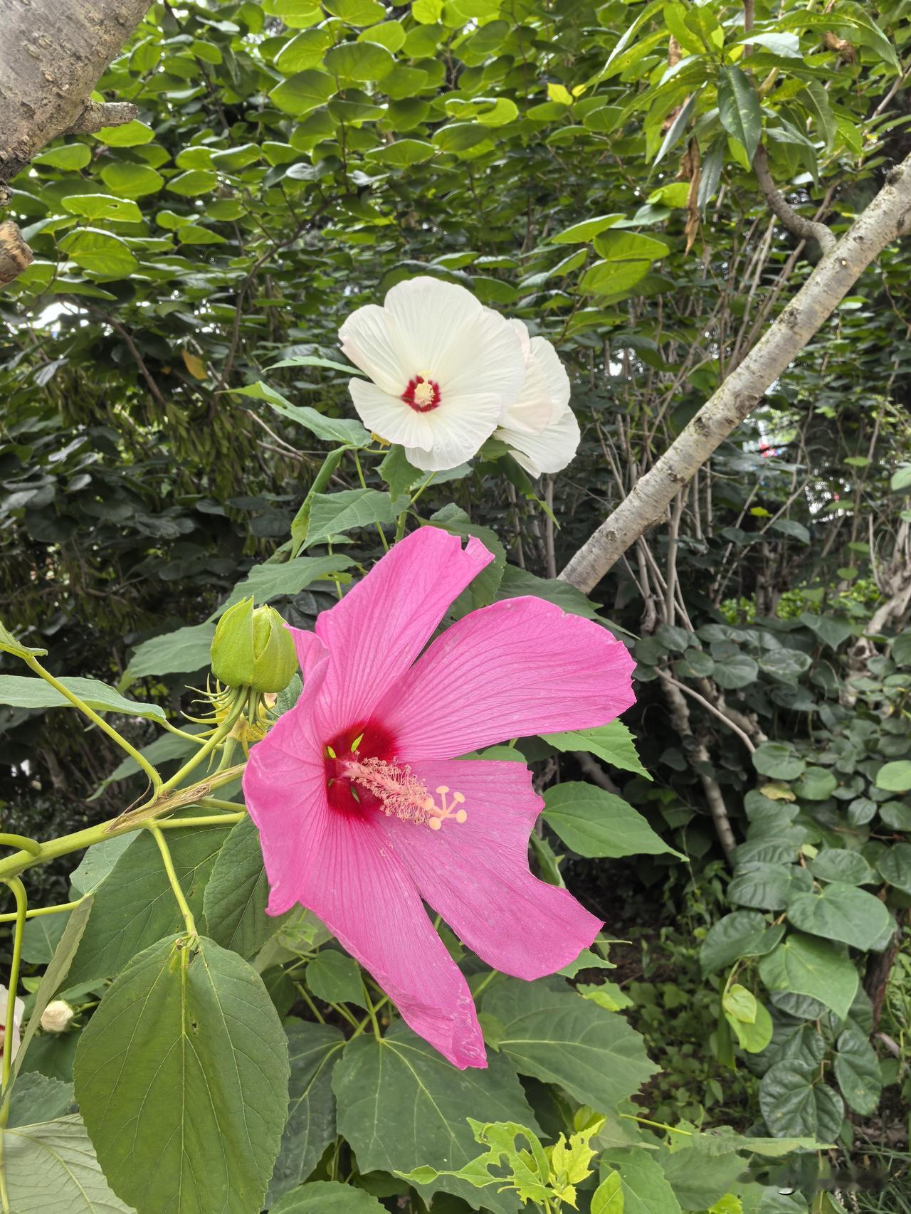 盛夏盛开的花朵！