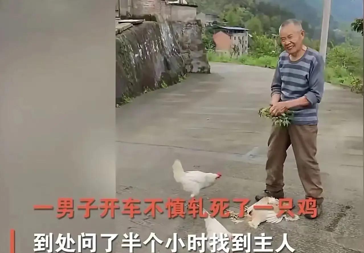 “太感人了！”2023年9月重庆，一位年轻人下乡办事，不慎将一只鸡压死！可他做梦