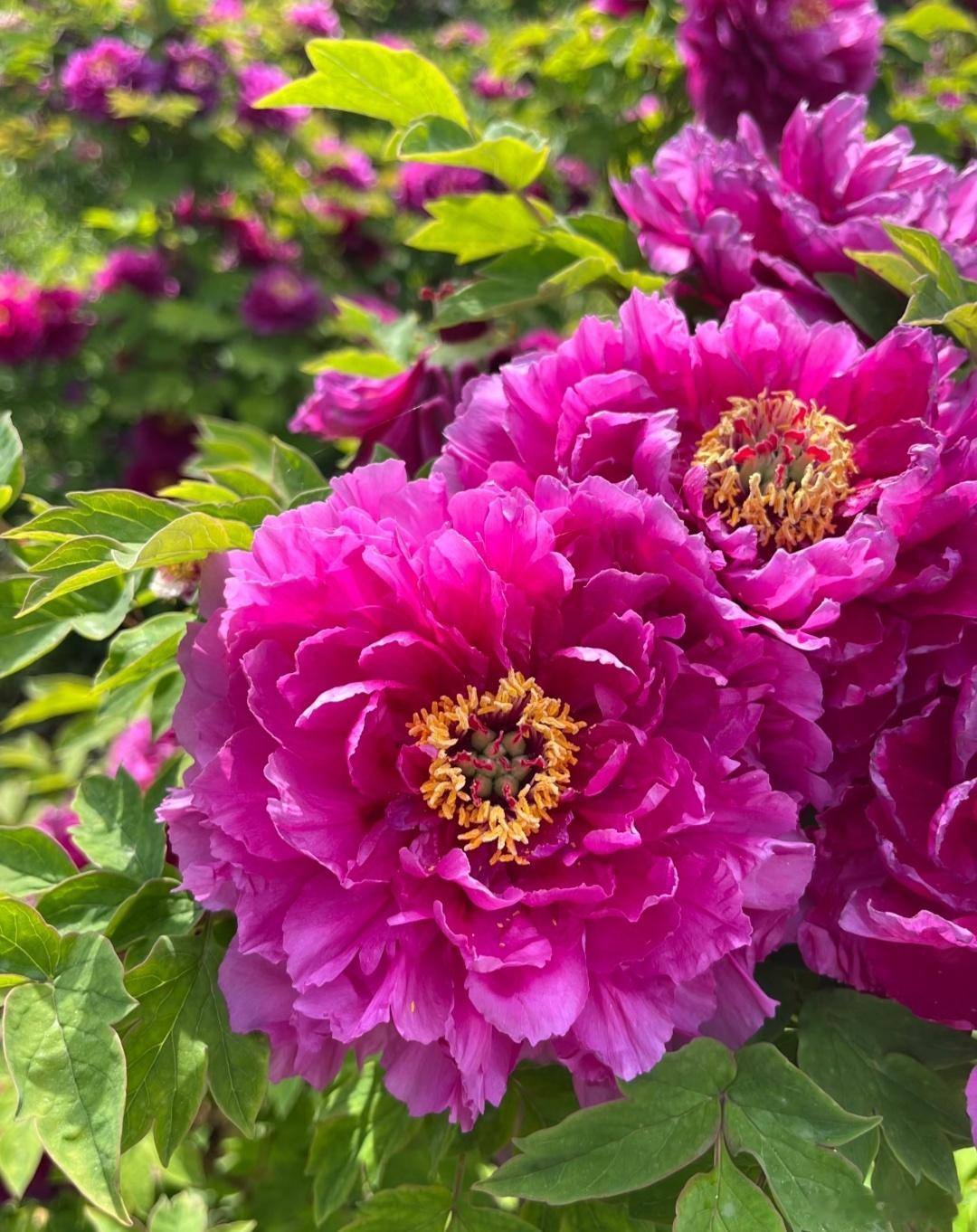 牡丹盛开，国色天香 