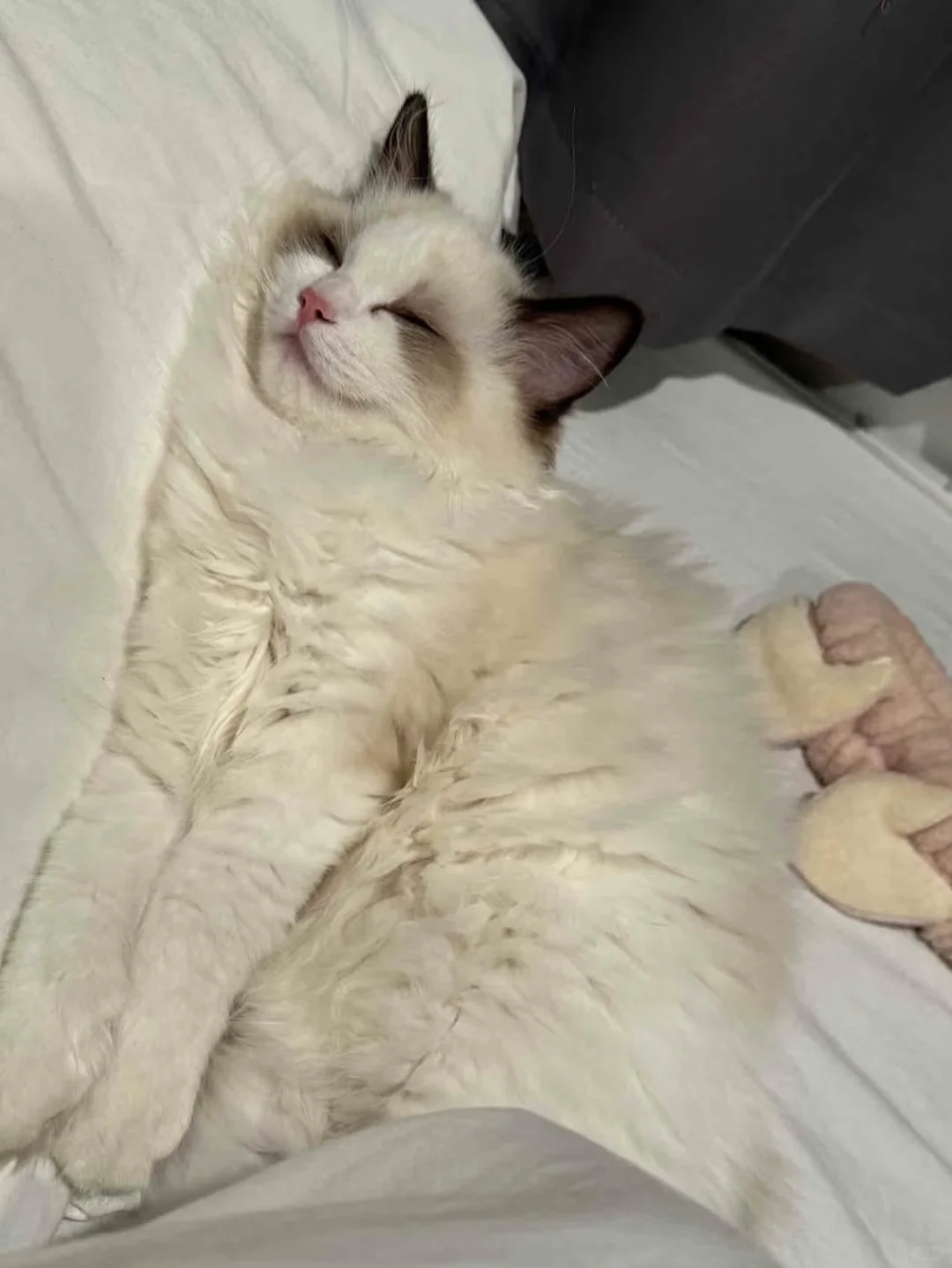 真诚分享！不同品种的平价猫粮别乱买！