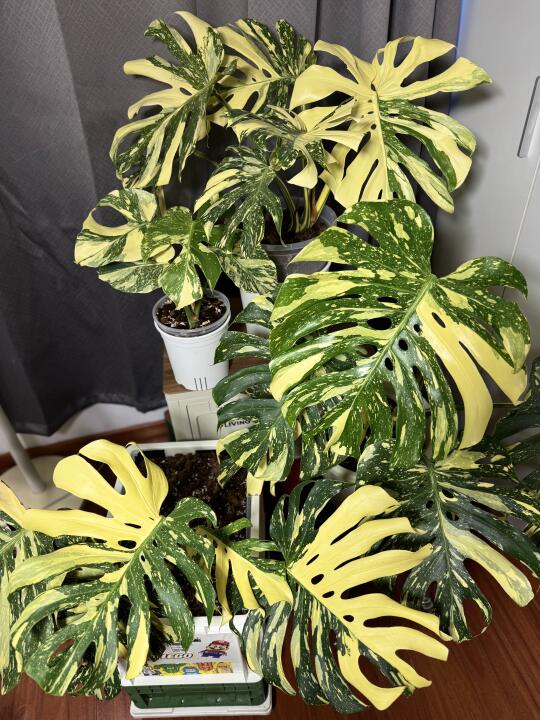 洒金or焦糖？ 傻傻分不清系列😛