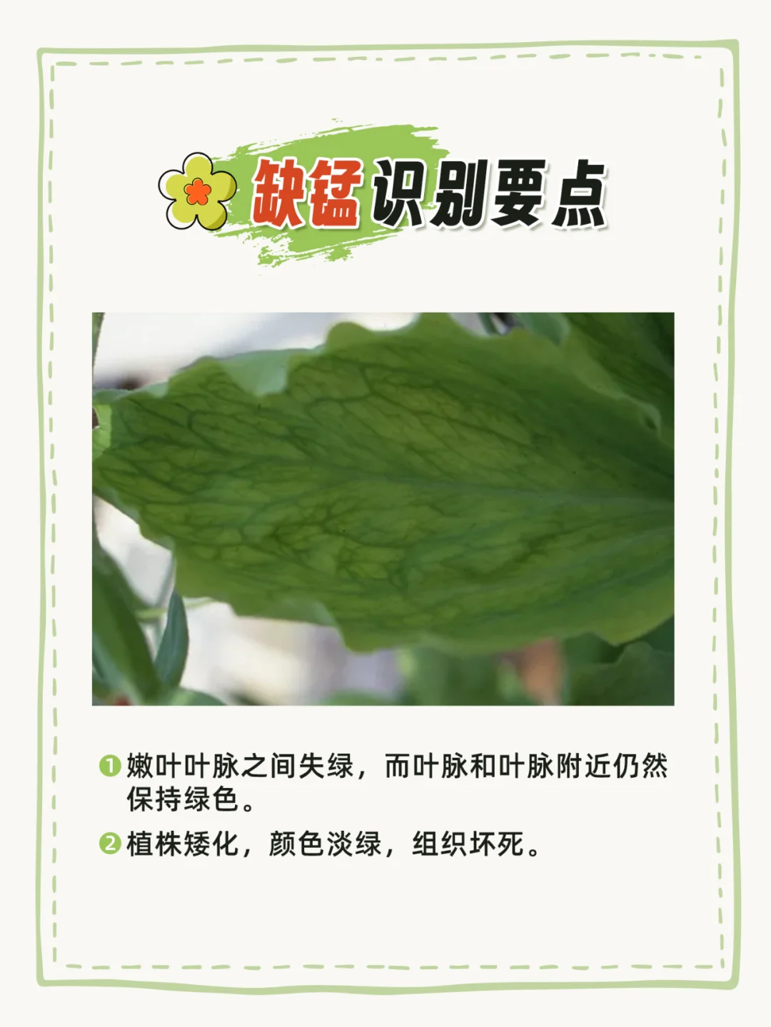9种花卉常见缺素症㊙️看看花卉缺哪种肥❗