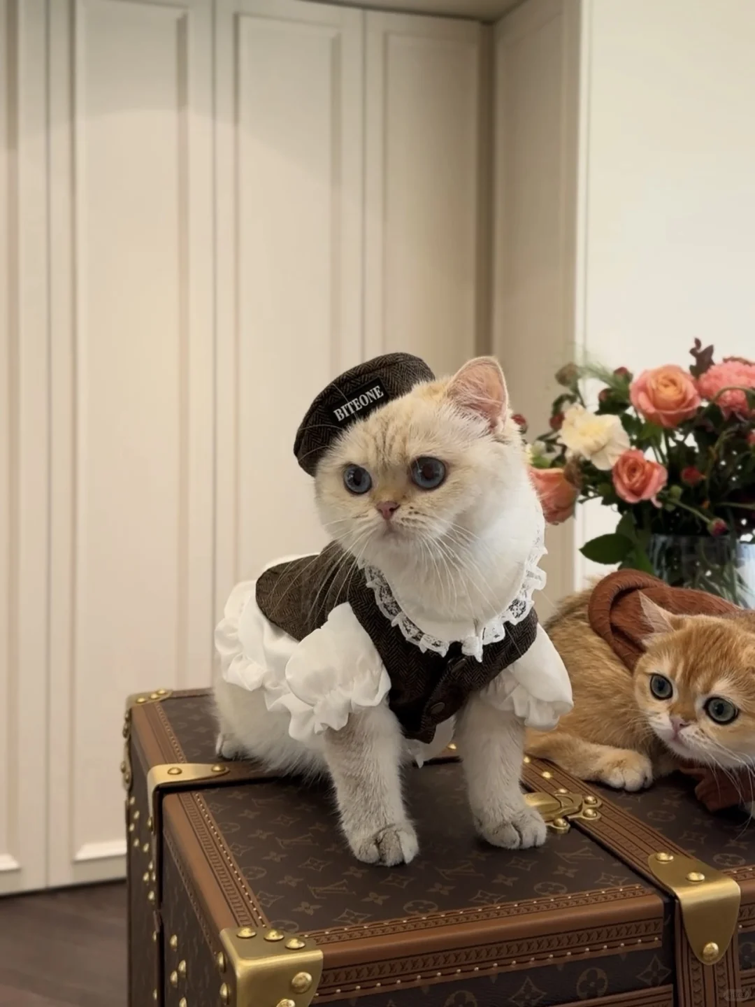 像这样很圆的猫猫头我竟然有俩