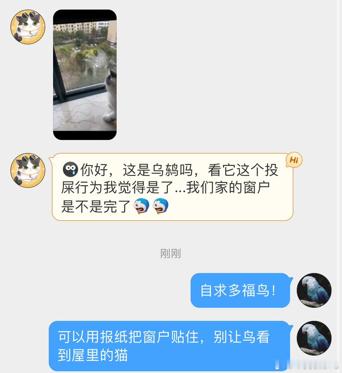 #鸟粉投稿# 惊鸫伤城环节这只乌鸫在附近筑巢下蛋了🥚屋里的猫被它当做潜在的威胁