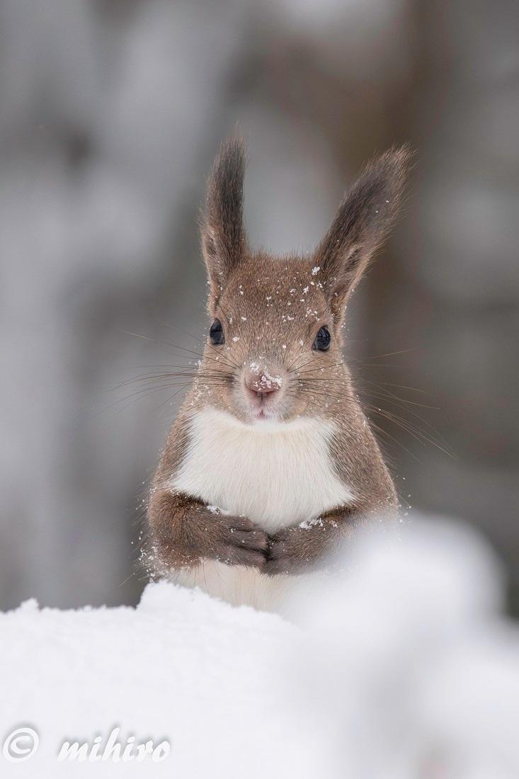 小松鼠的雪地靓影✿◡‿◡【推：mihiro_wildlife】 