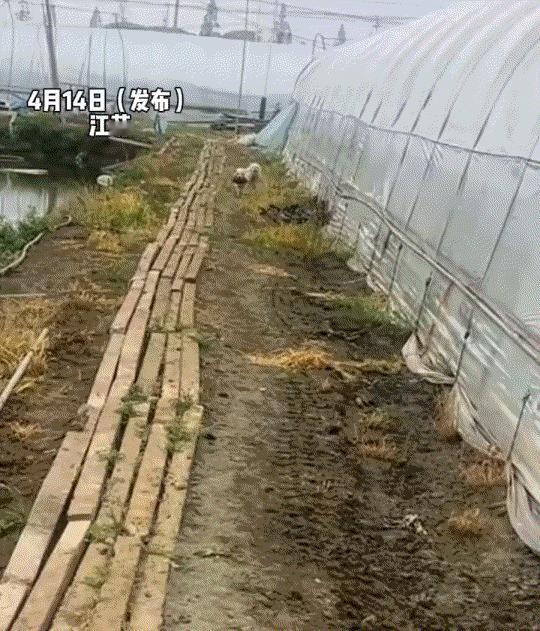 笑不活了！江苏，一男子连续投喂了三年的流浪狗，因男子为其找了一家领养人，男子每隔