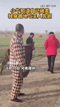 小牛被卖前跪地向主人告别，小牛的眼神太让人心疼！😭