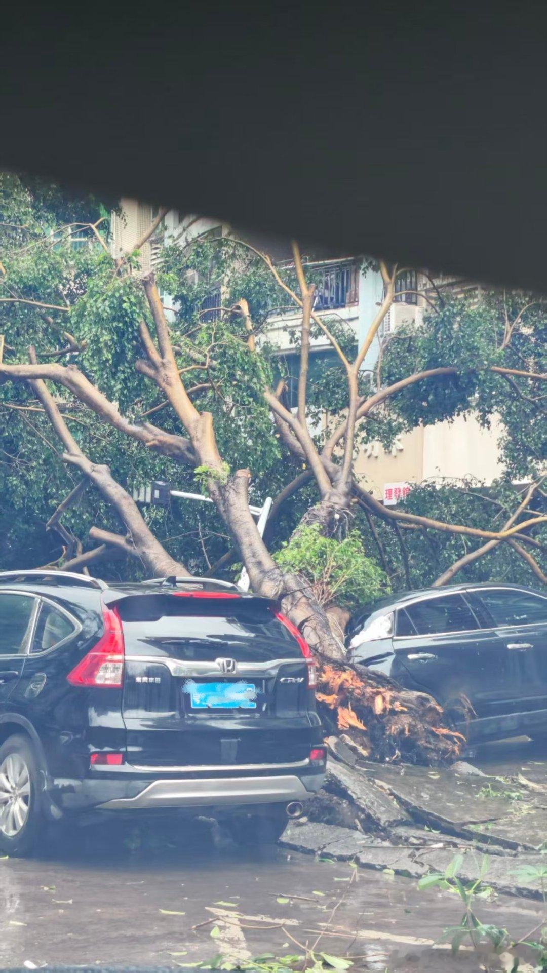 台风吹断树，这种保险不知道能报多少，能喜提新车吗？大v聊车
