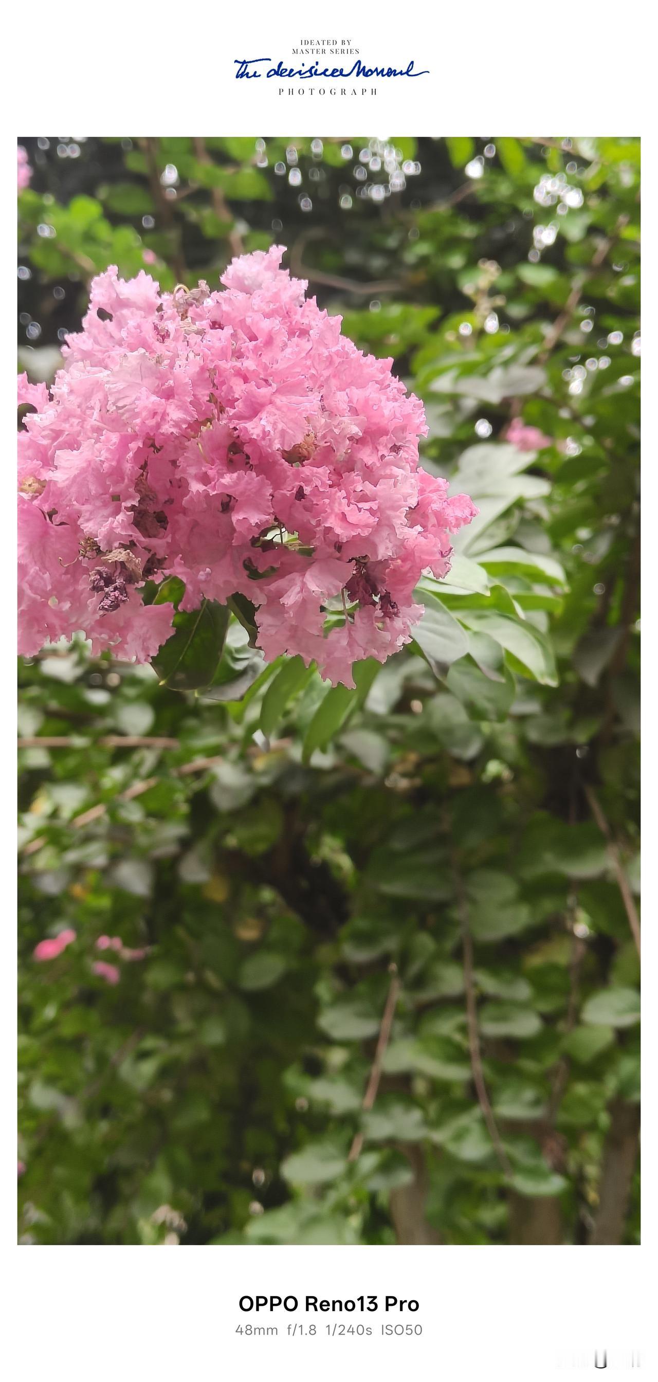 雨后漫步街边，满眼都是热烈绽放的粉色紫薇花，看着格外养眼舒心。
 
一簇簇粉莹莹