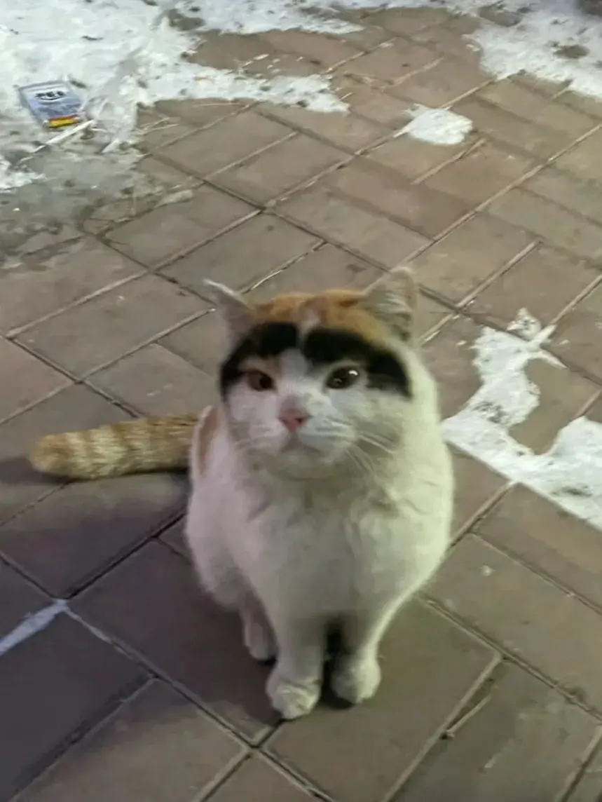 在外面看一只流浪猫，看见它的眉毛实在忍不住啦？发给朋友们看看吧！要不要带回家养呢