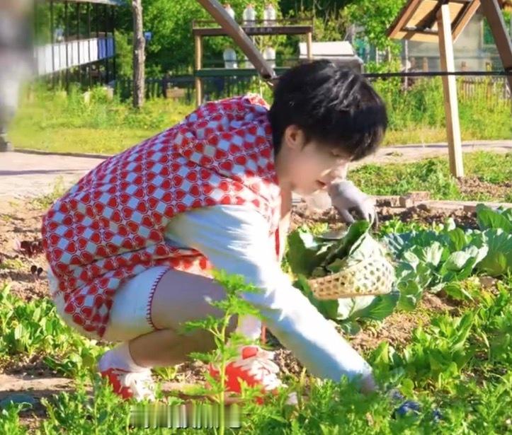 苏新皓居然吃茼蒿 