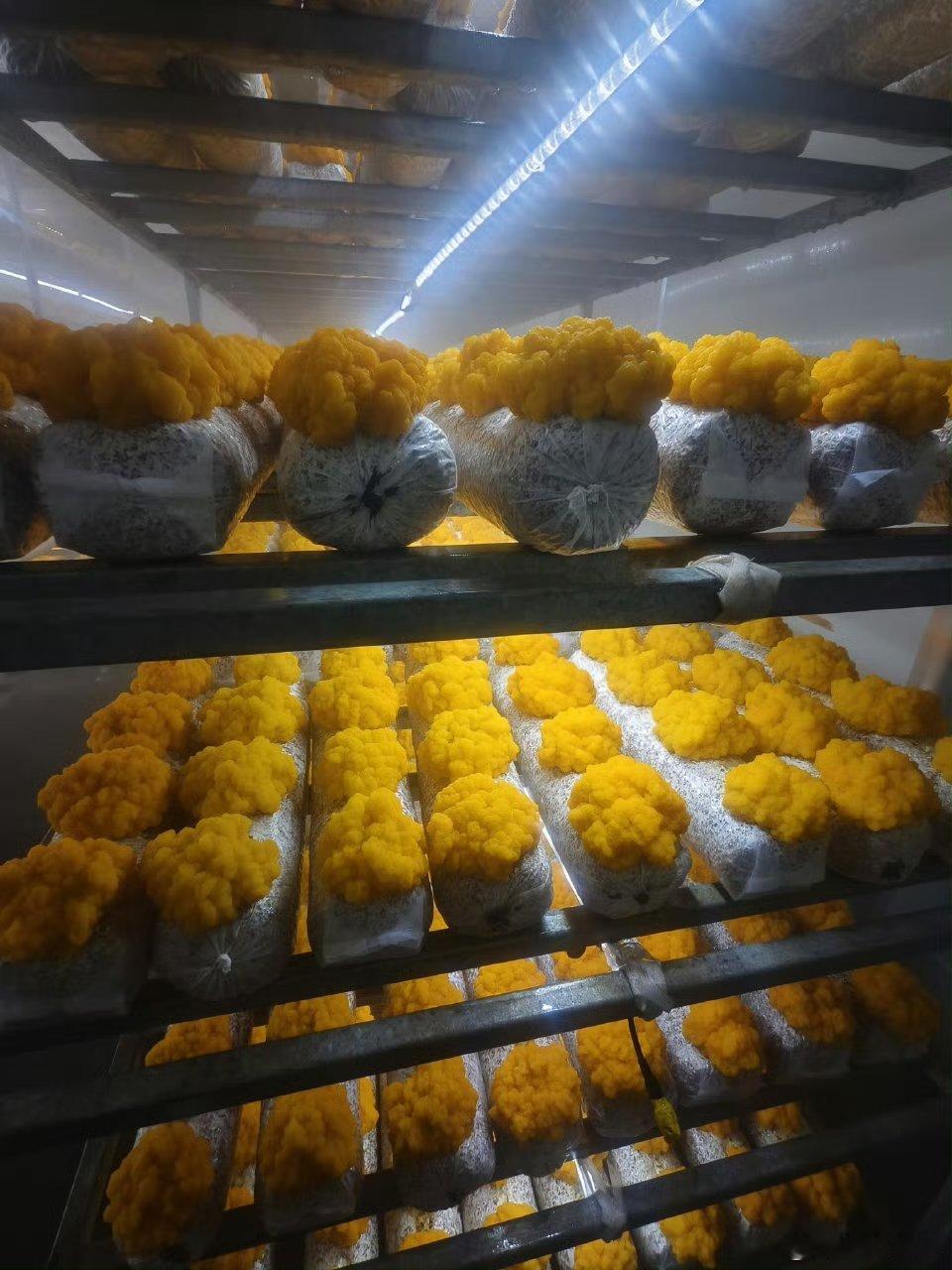 云南菌视界野生菌驯化栽培   野生菌现在能够有这么好的栽培方式的话，其实我觉得也