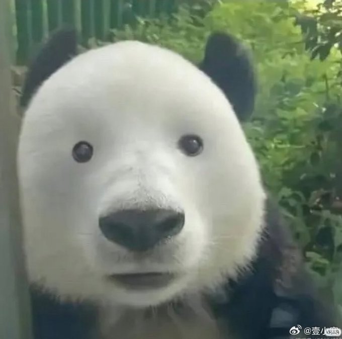 熊猫没了熊猫眼像人没带眼镜一样🐼 ​​​