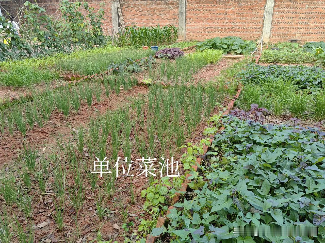 我很喜欢种菜，去到哪里都想有块菜地给我种菜。以前我们单位宿舍后面有一块空地，我看