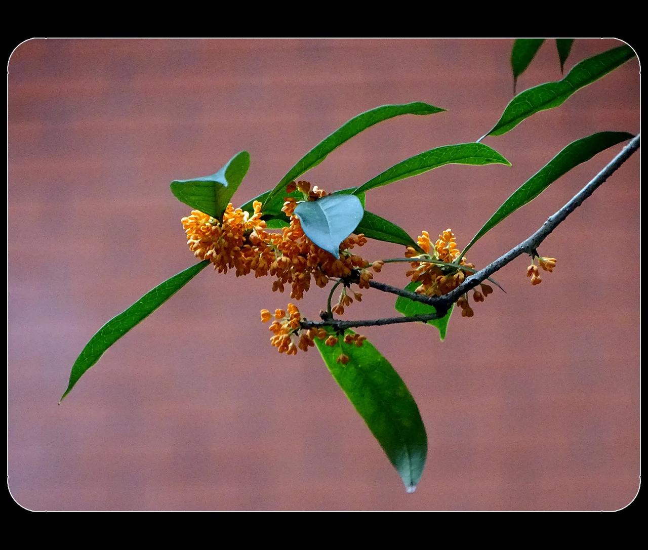 《桂花》
桂花，香。置身于桂花树下，桂花的芬芳沁人心脾。这种感觉不适合本老汉，即