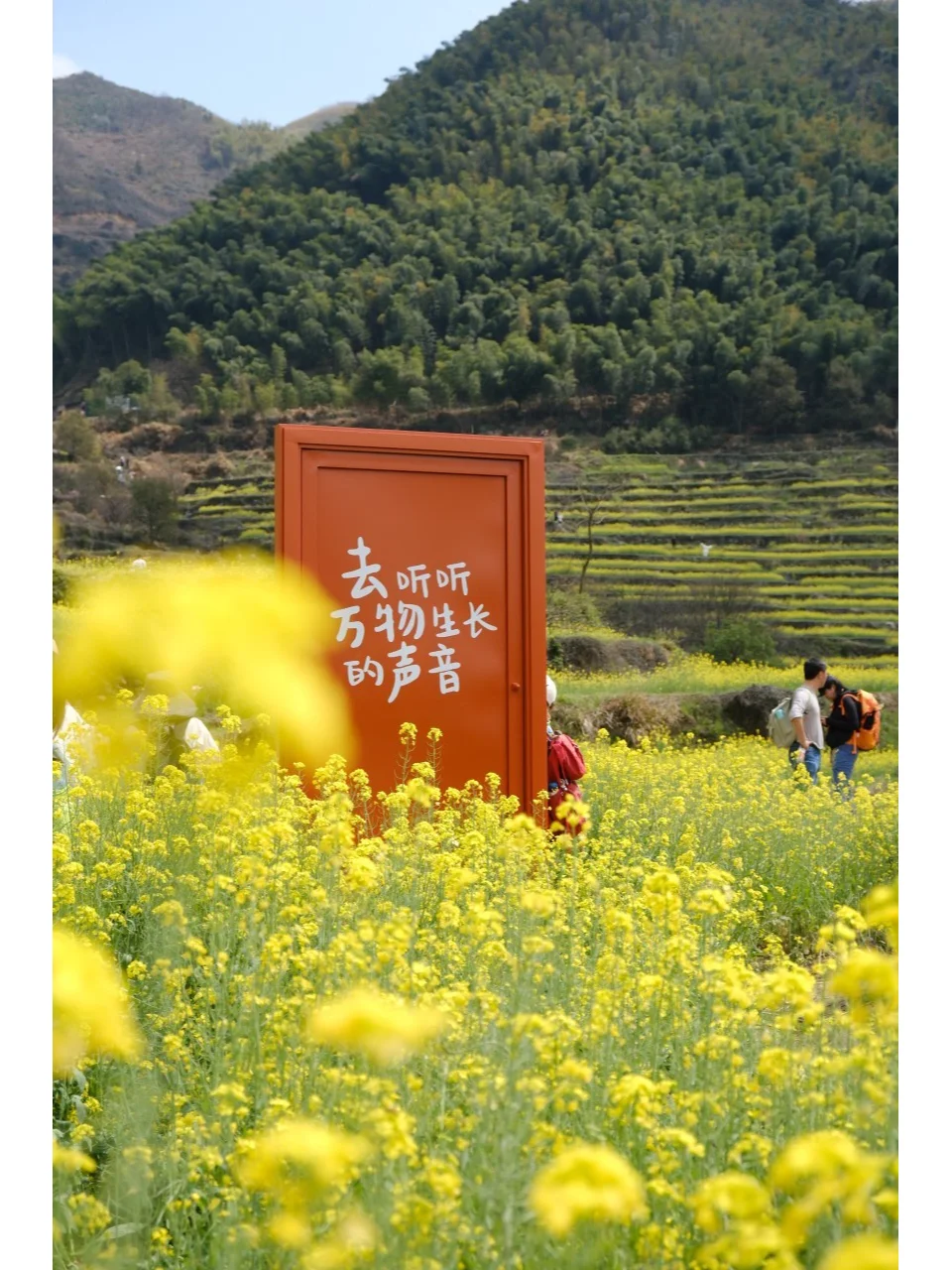 提问🙋‍今年覆卮山油菜花啥时候开？