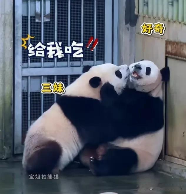 [笑哭]孩子大了，身高长了，力气也变大了，一点也不由娘啊！
   三妹儿两岁了，