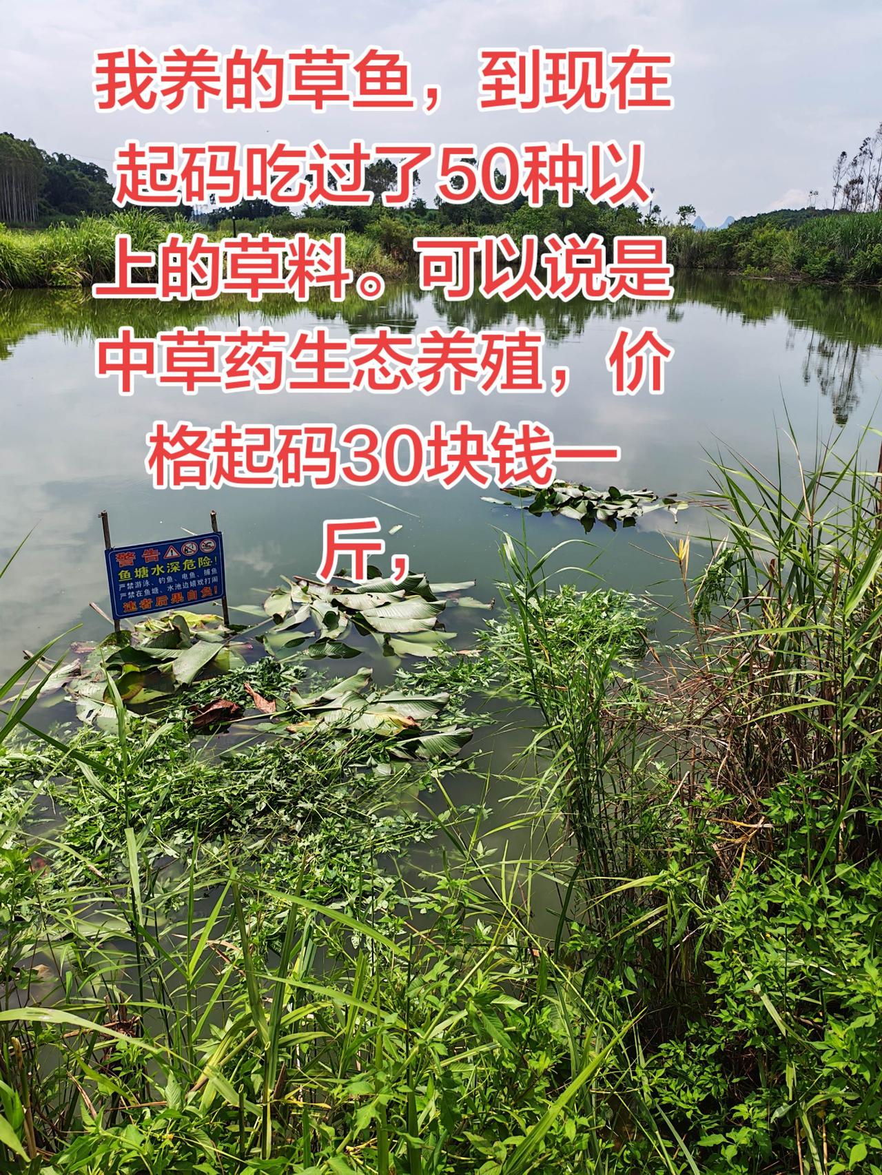 谁家的草鱼有吃过这么多品种的草料养鱼 养鱼日记 三农 钓鱼