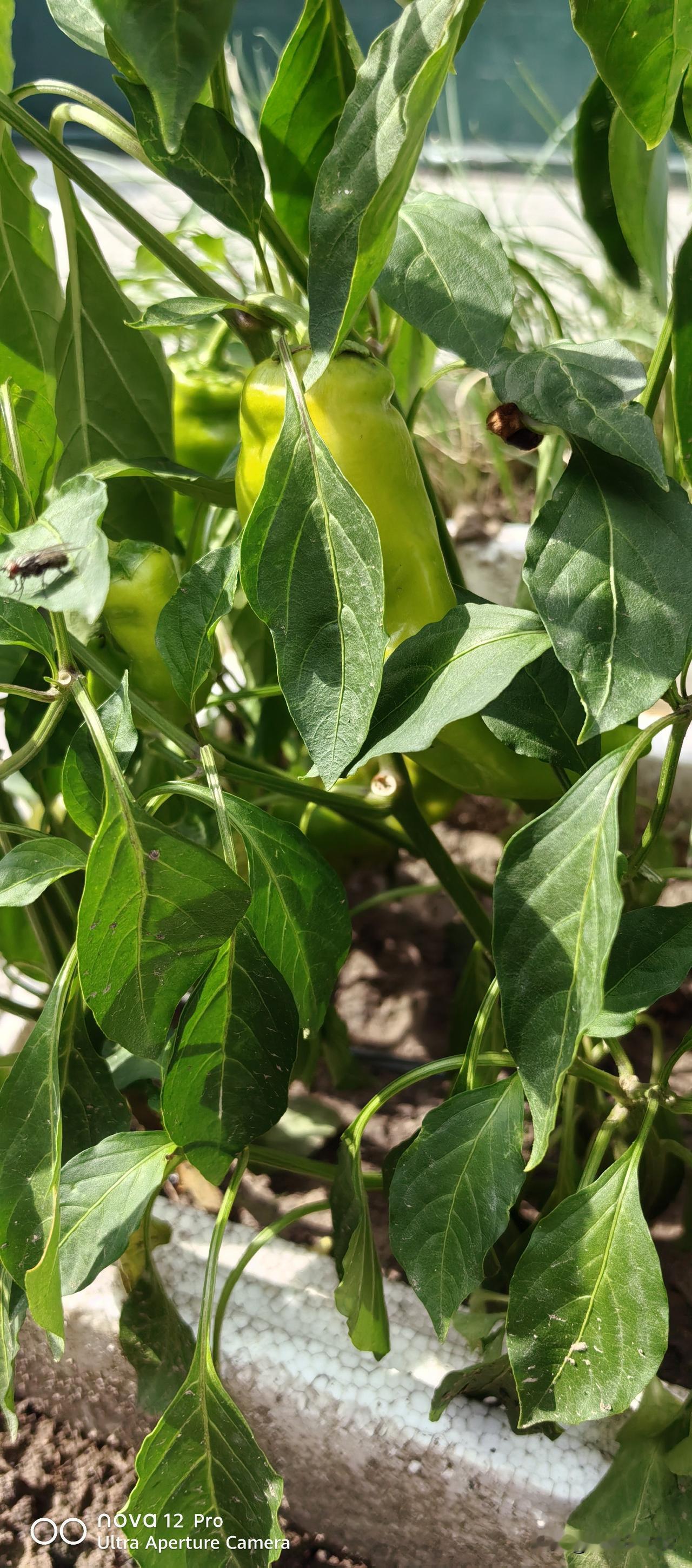 夏日生活打卡季