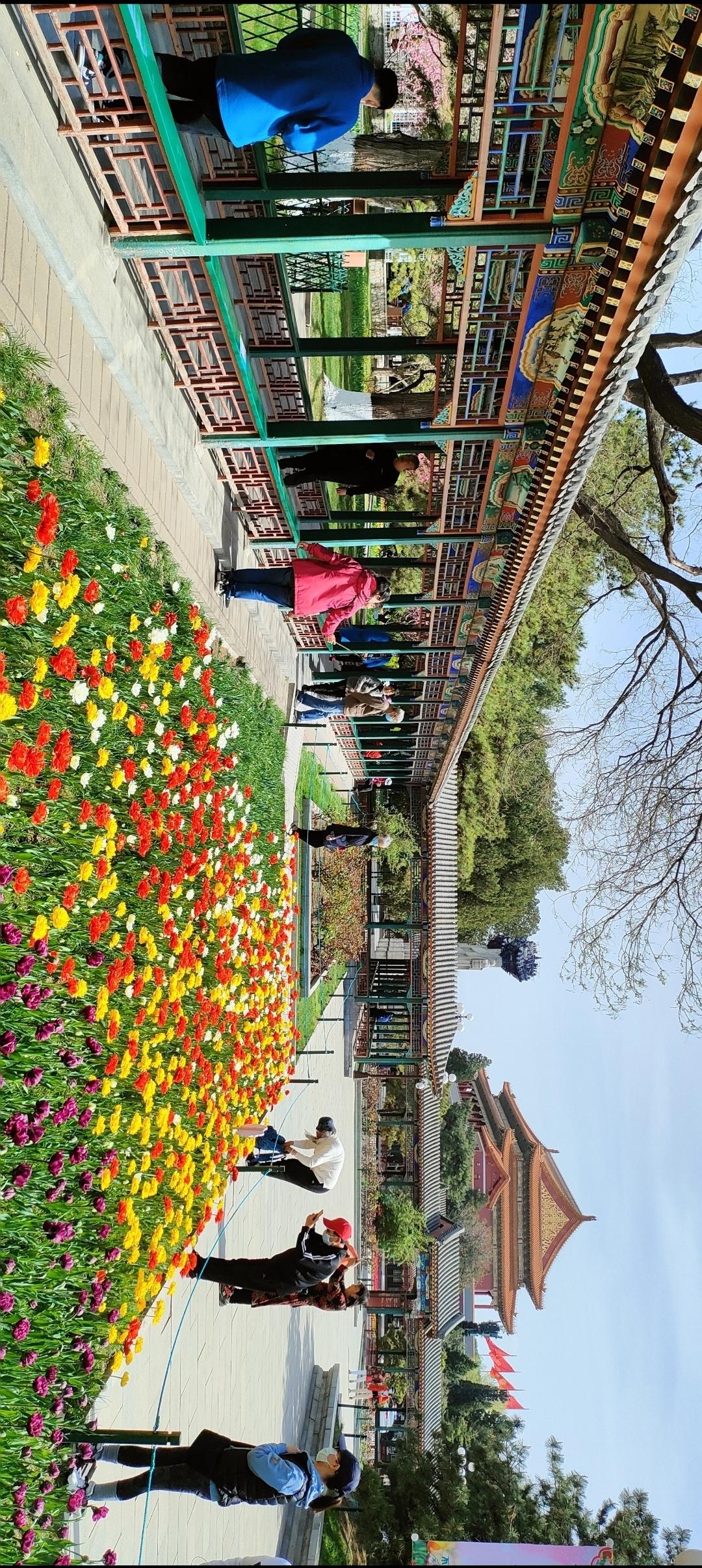 春日游园赏花海，红墙绿树映芳菲。