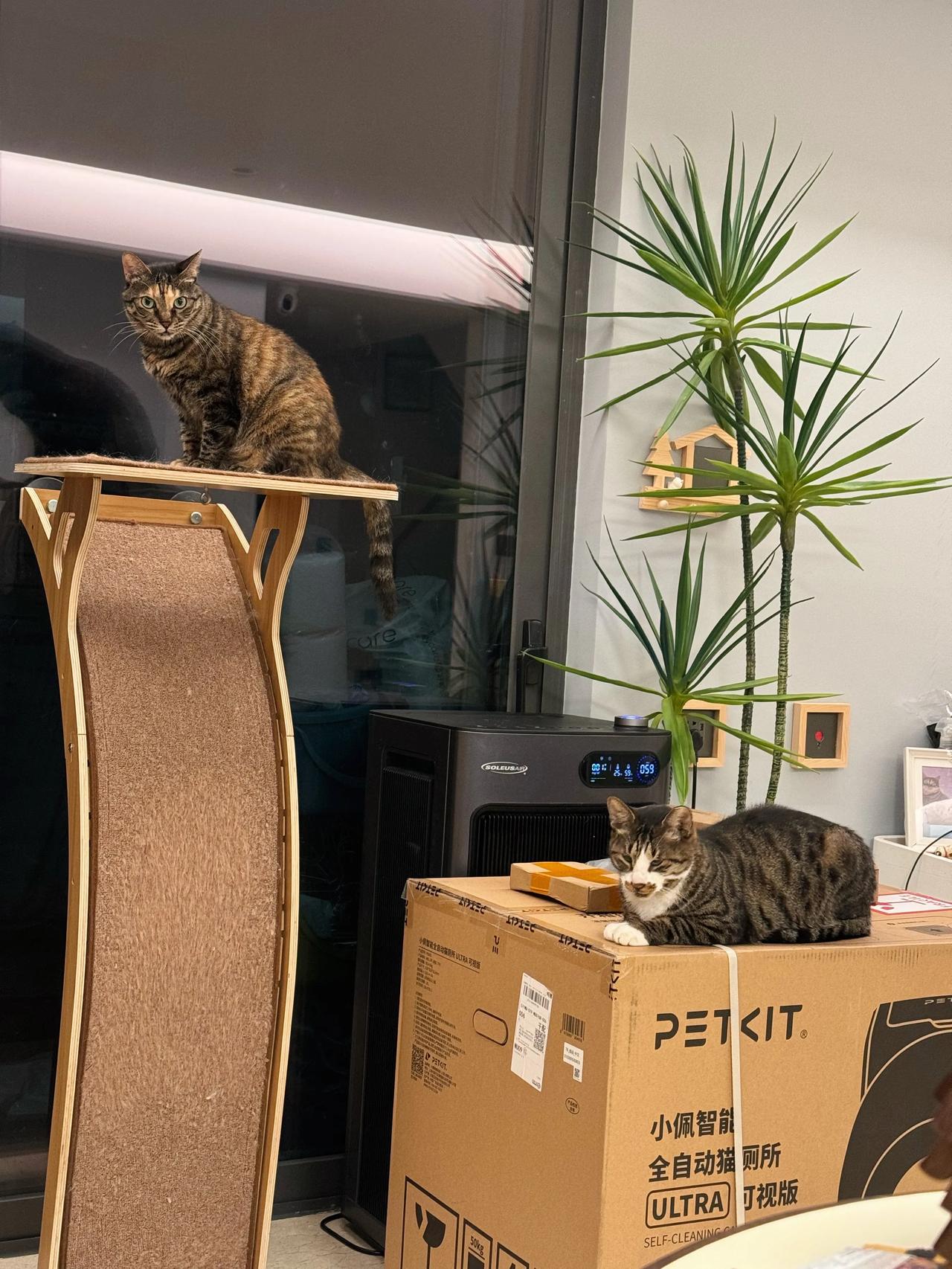 李茶花到现在都不肯原谅飘哥，惨了！
#萌宠# #猫咪#