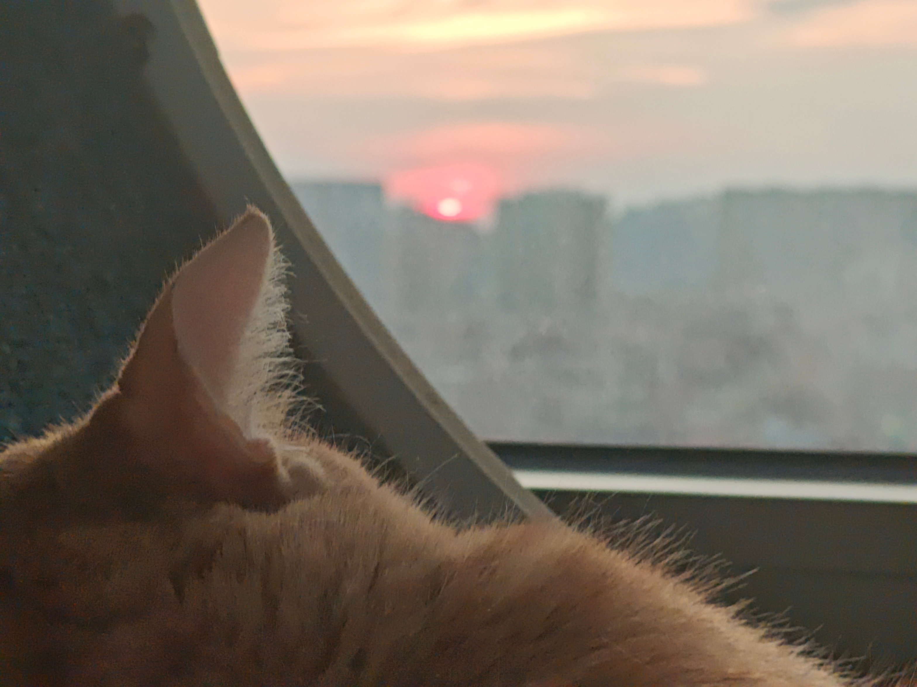 夕阳与猫。