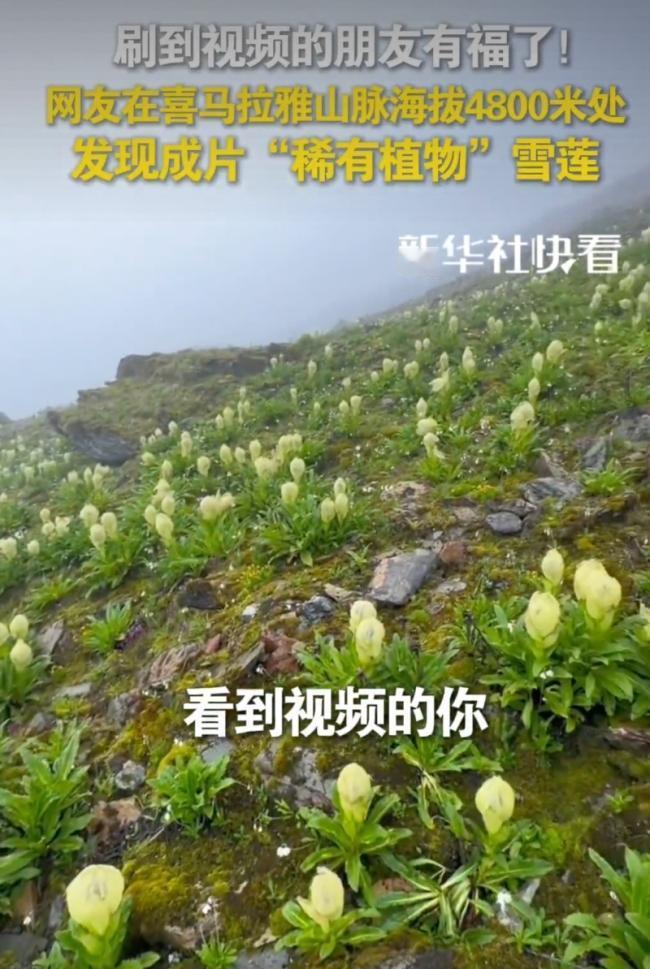 这下好了，不止西藏人知道，全国人民都知道了！男子在攀登喜马拉雅山时，在4800米