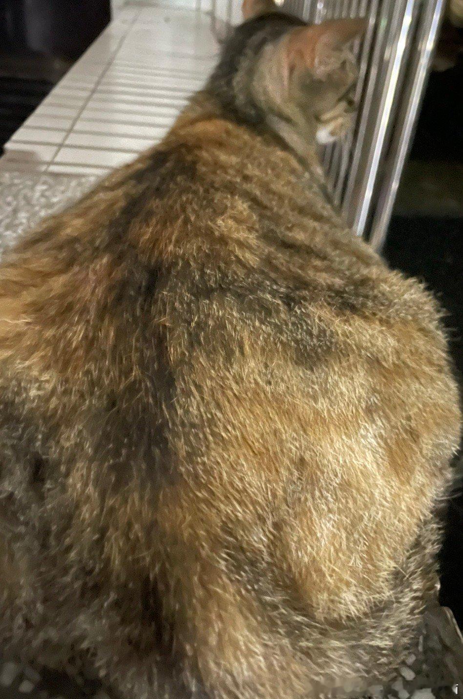 49728【丑猫】学校的丑猫 标志多比丑(非东短) p1尖耳朵三角头 p2头身比