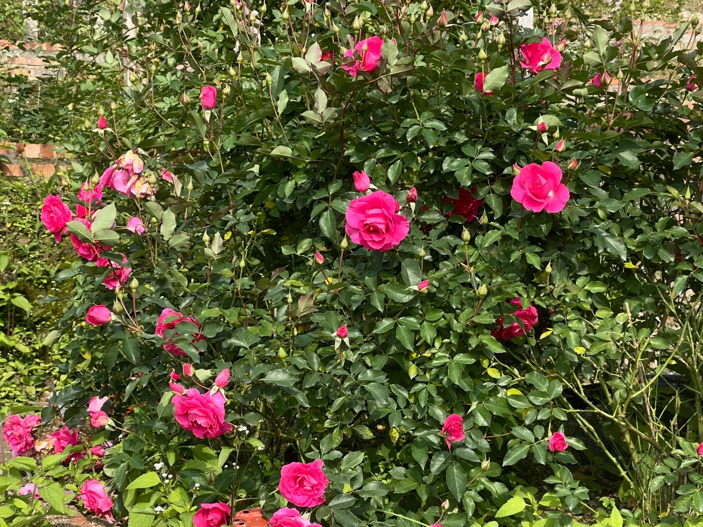 乌拉拉冬花