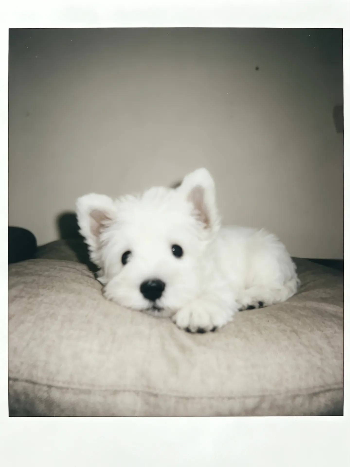 可爱 