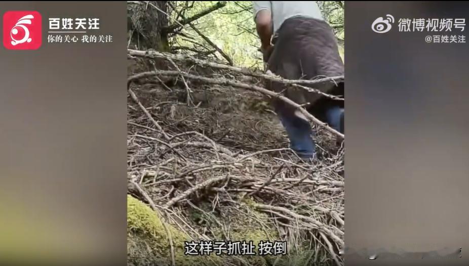每年雨季，都是山里捡菌的旺季。
很多人觉得进山捡菌是寻常小事，没什么危险，殊不知