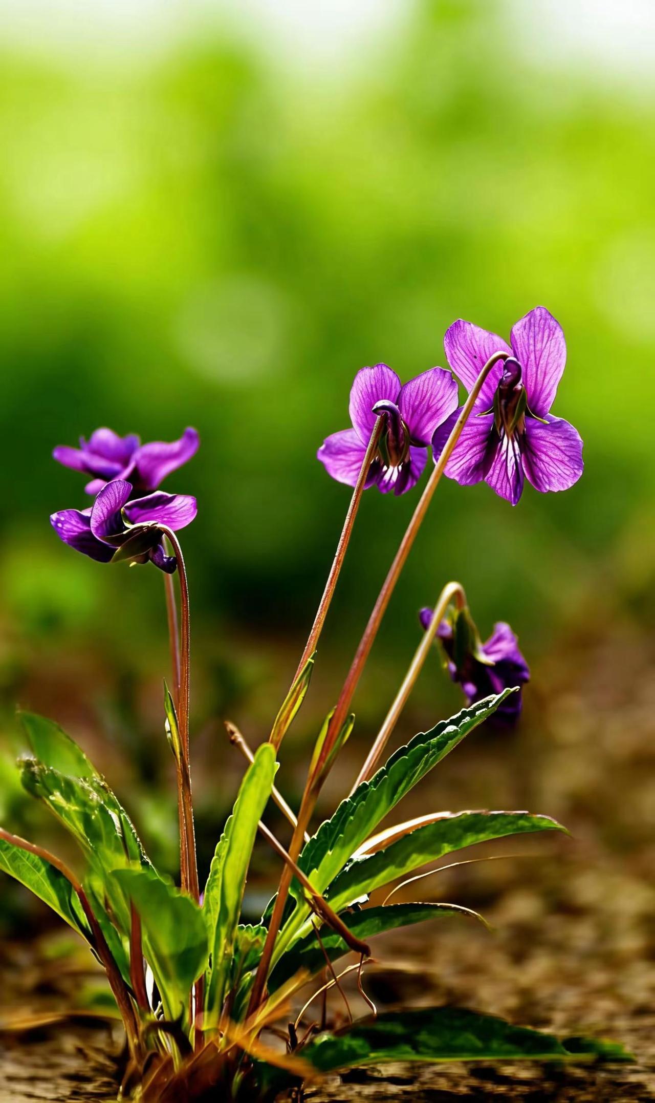 无人欣赏也芬芳。独自芬芳的野花 紫花地丁草 我的花草世界 自带诗意的植物