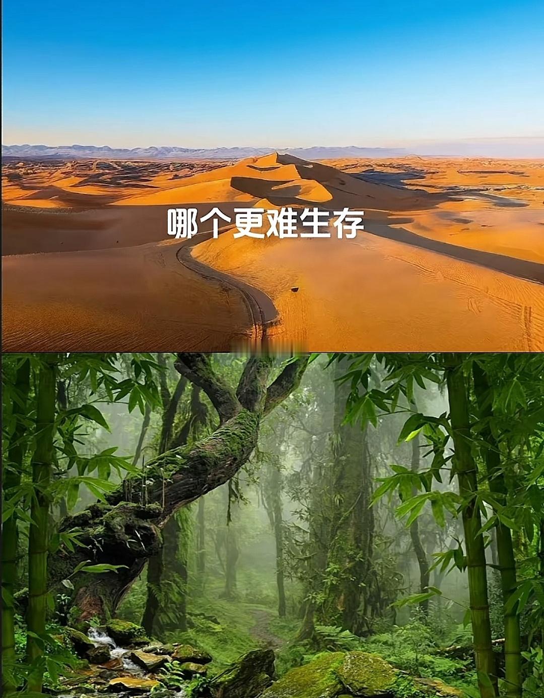 一个是沙漠，一个是雨林哪个更难生存？ 