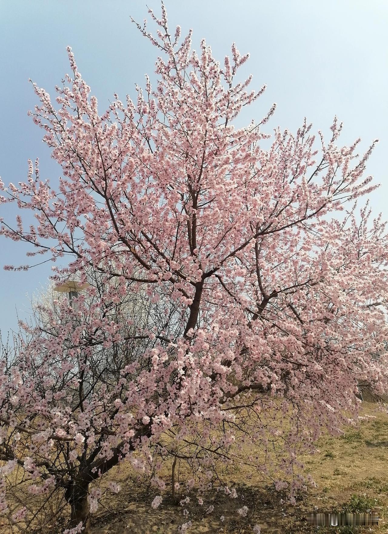 春天的诗

              ——海之般若

春天里，一棵树最美的样子