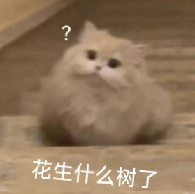 曾沛慈 黄灿灿 啊 究竟是花生了什么树？！！ 