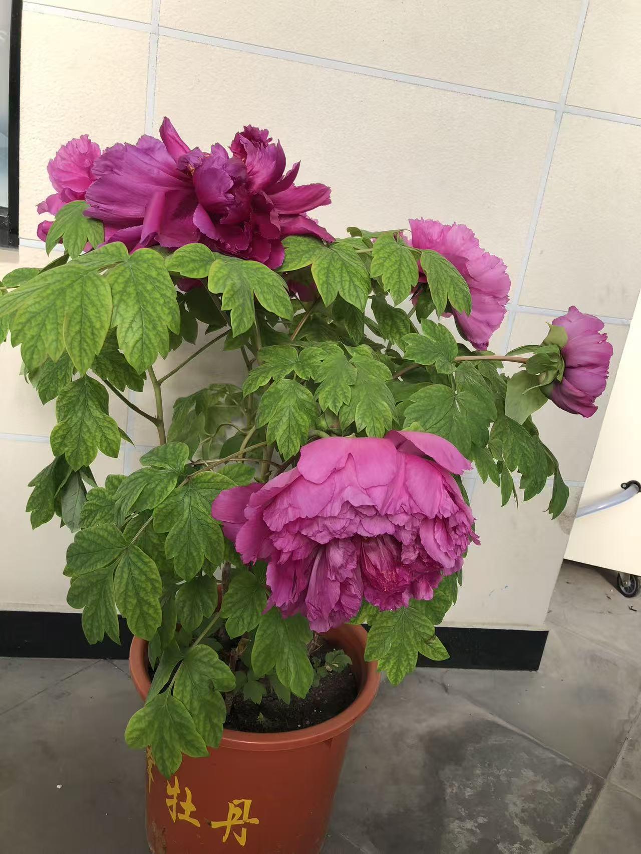 晒图笔记大赛景山公园