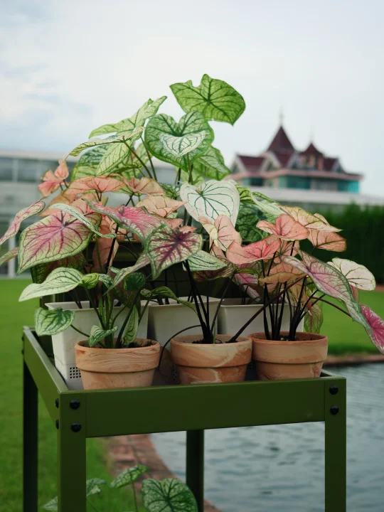 📸 彩叶芋花车拍照绝了！移动花园超治愈