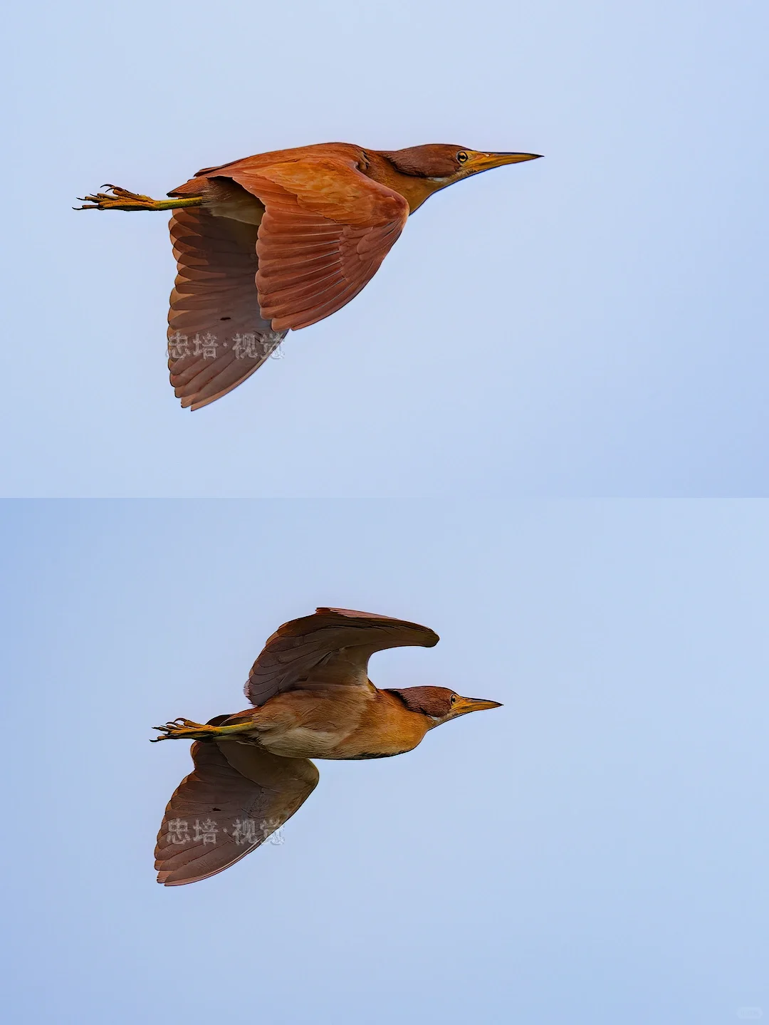 栗苇鳽