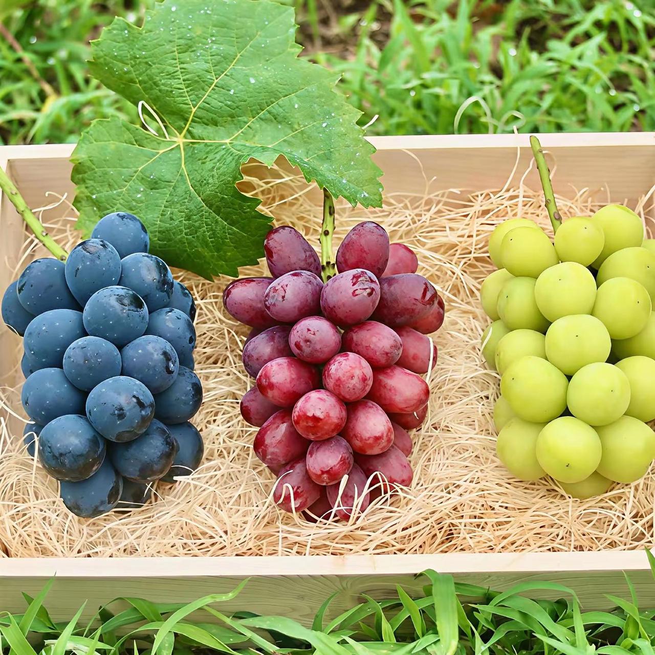 形势所迫，水果行业，品质越好，层次越高，抗风险能力越强，活下来的几率越大。葡萄