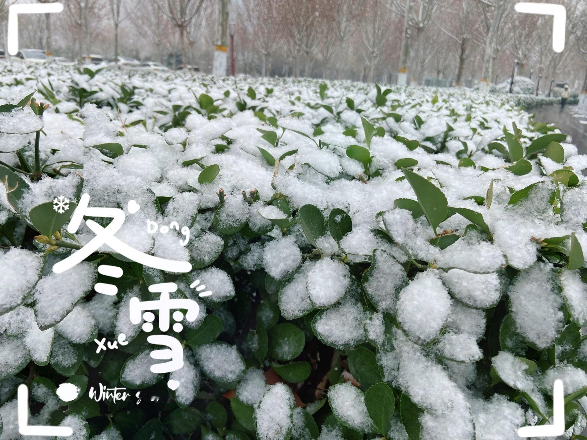 下雪了❄️朋友们 随手拍