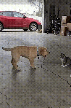 小黄：我刚才是在逗它玩呢[捂脸]