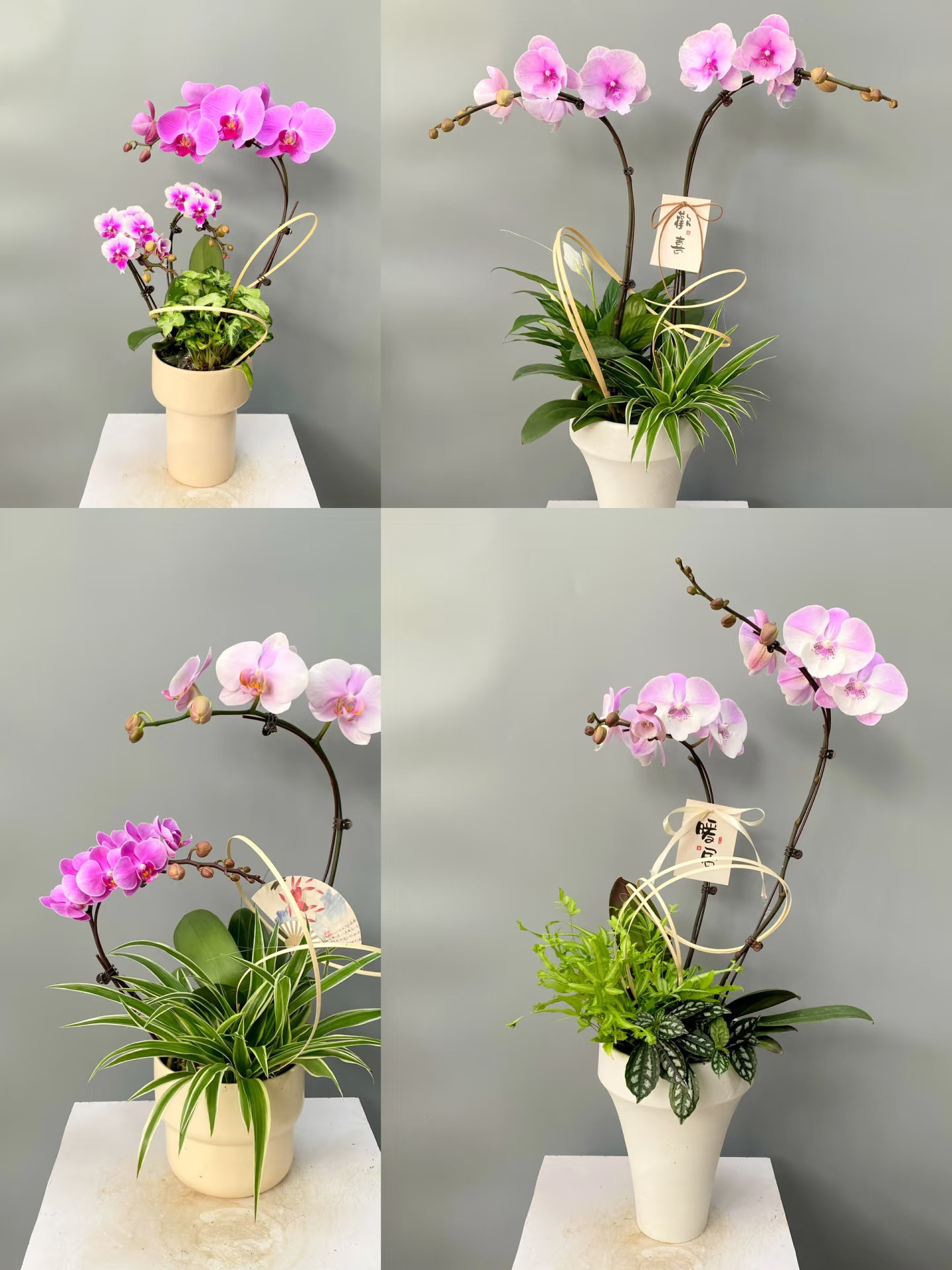 今日教学作品｜拼色蝴蝶兰组合