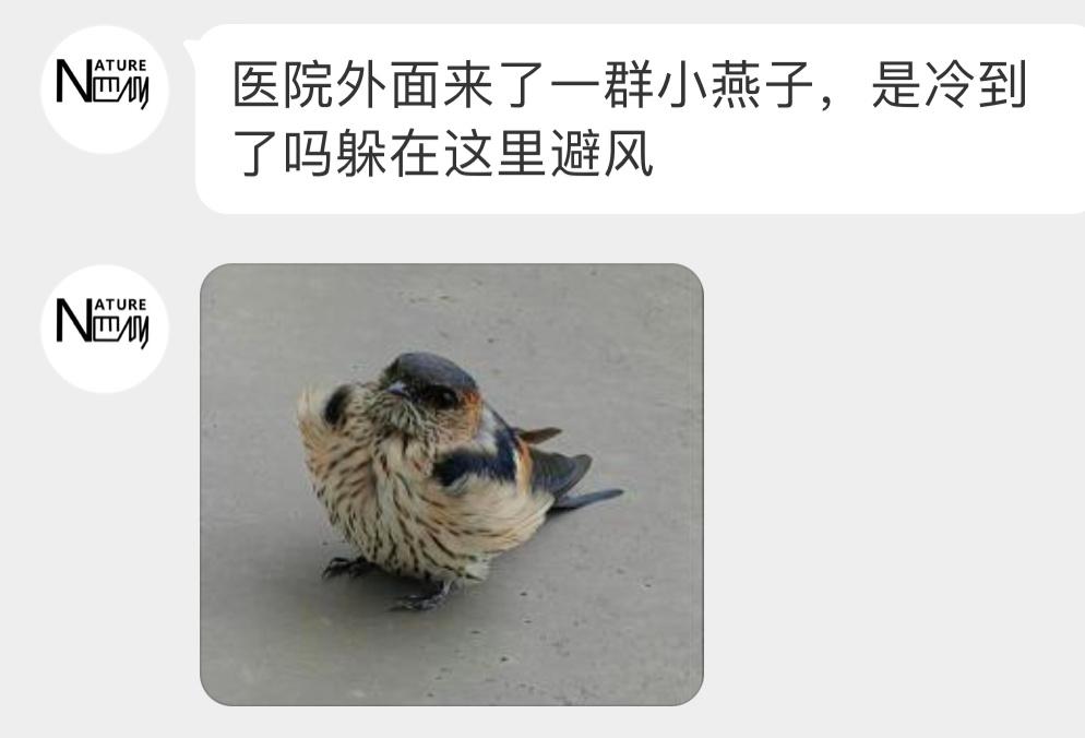 #鸟粉投稿# 在窗户外面歇脚的【金腰燕】好可爱～ ​​​