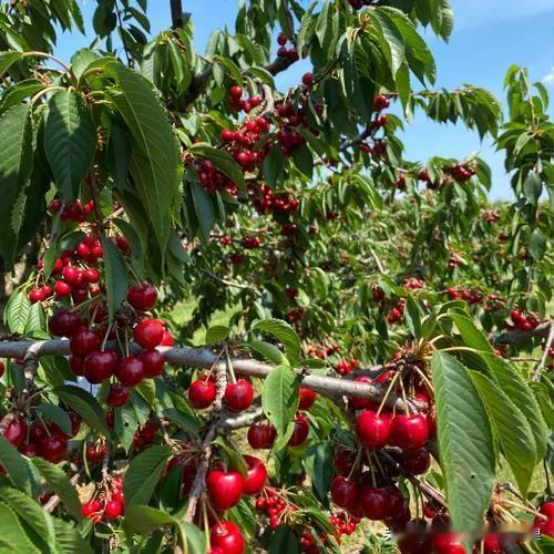 近日，智利驻华商务处权威数据披露，智利正紧锣密鼓筹备2025/26产季，预计车厘