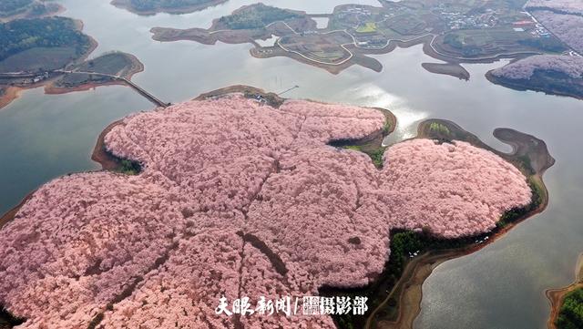贵州|贵州：红枫湖畔樱花园 千朵万朵压枝低