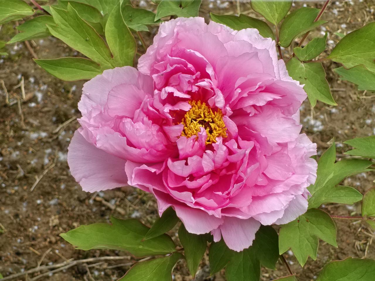 唯有牡丹真国色，
花开时节动沂城。
临沂市园博园菏泽园牡丹园4月10日开园。
开
