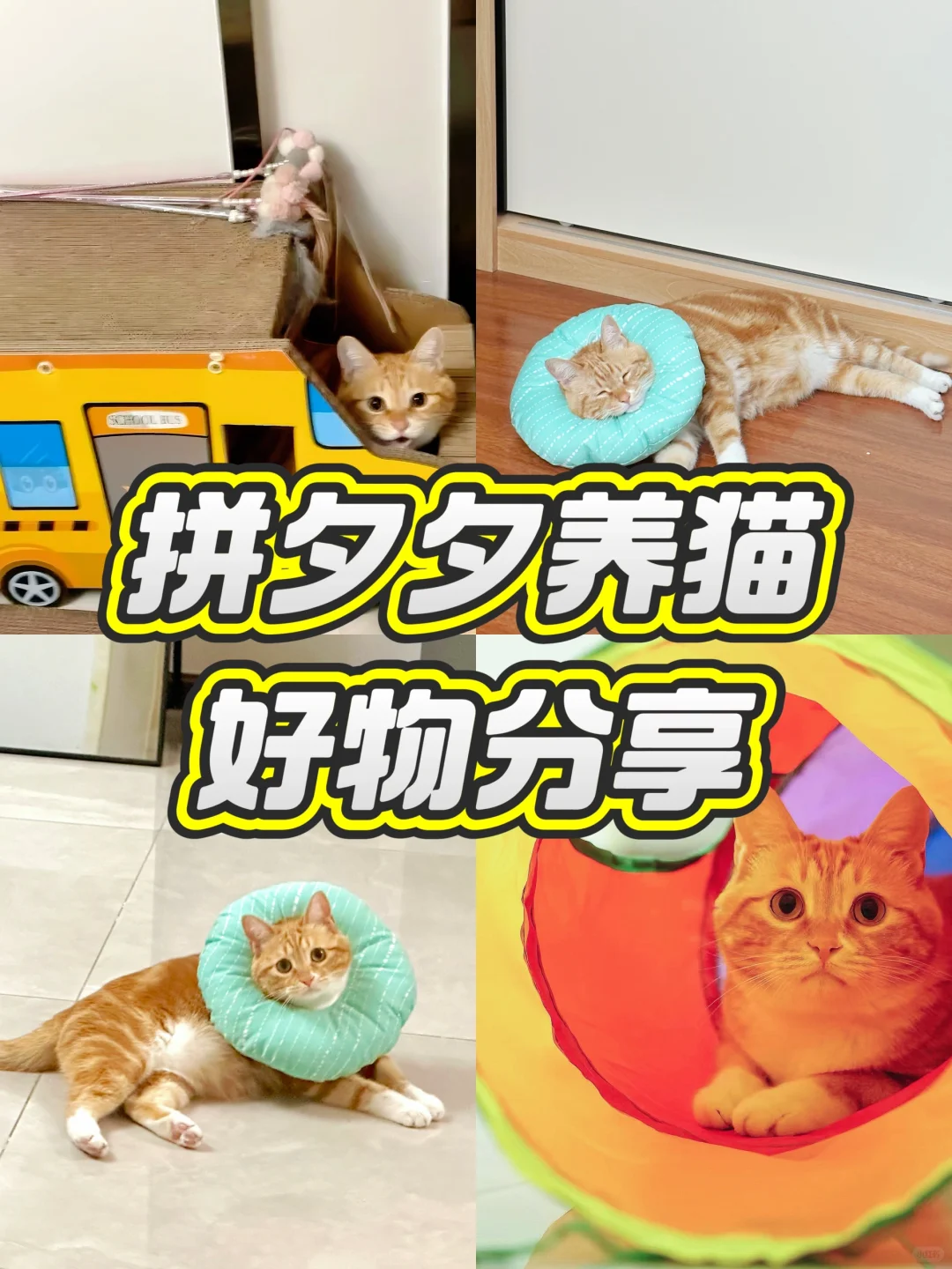 平价又好用的猫猫用品分享