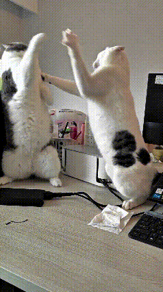 注意看！这俩损猫跟主人蹭单位去了，结果搁办公桌上直接干起来了！
俩货跟武林高手似